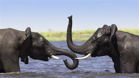 Two Elephants Talking In Water Wild Animals