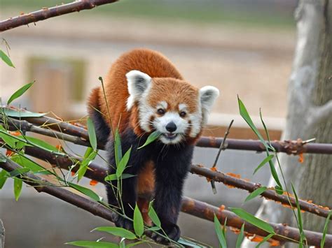 Red Pandas Rhinos In The Detroit Zoo Spotlight Royal Oak Mi Patch