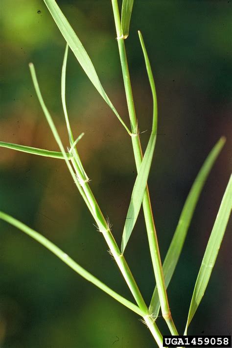 Cynodon Dactylon Bermuda Grass Go Botany