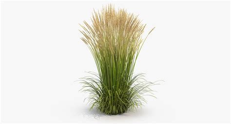 Feather Reed Grass Karl 3d Turbosquid 1225601