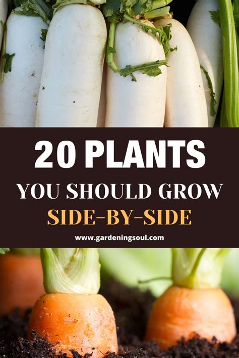 20 Plants Gardening Soul