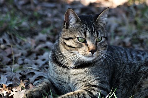 Silver Tabby Cat In Leaves Close Up Free Stock Photo Public Domain