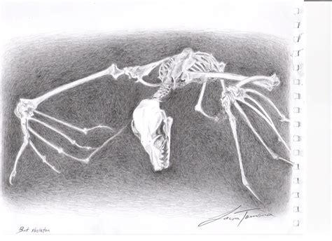 Bat Skeleton By Artem Anima On Deviantart