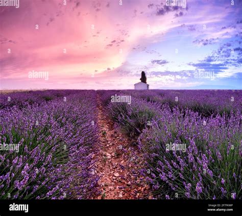 Lavender Field At Sunrise Hi Res Stock Photography And Images Alamy
