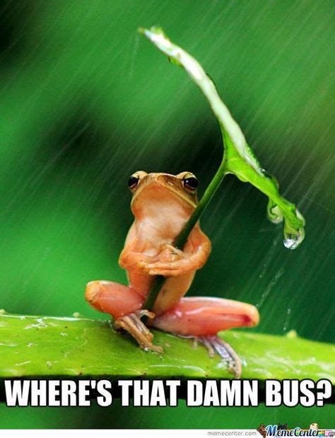 20 Rainy Day Humour Ideas Bones Funny Rainy Day Animal Pictures