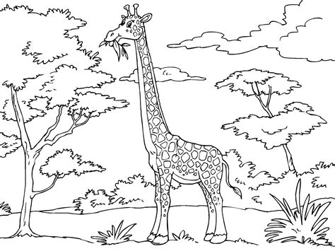 Malvorlagen giraffe / ausmalbilder giraffe 22