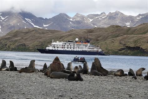 Falklands And Antarctica Gallery Page British Nature Guide