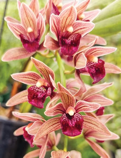 Cascading Cymbidium Orchids Tesselaar