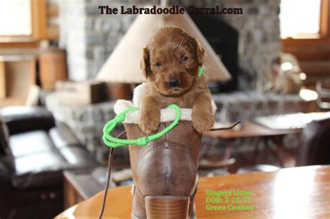 Find dogs for sale in baraboo, wi on oodle classifieds. Eau Claire labradoodle puppies, breeder of small, medium ...