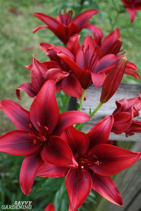 So, wiggle your fingers and nose,. Types of Lilies: 8 Beautiful, Cold-hardy Choices for the ...