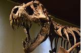 Youtube Dinosaur Fossil Photos
