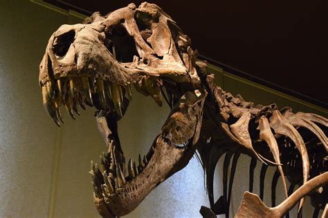 Paleontólogos Estudam Fósseis E Esqueletos De Dinossauros Askschool