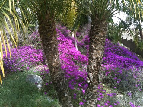 Burbank Hillside Landscape With Purple Ground Cover And Rubilini Palms