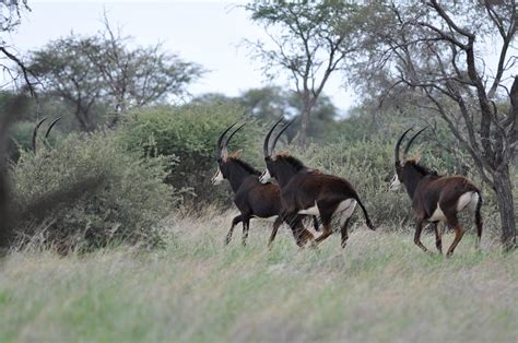 Namibia Top 10 Khomas Highland Hunting Nw