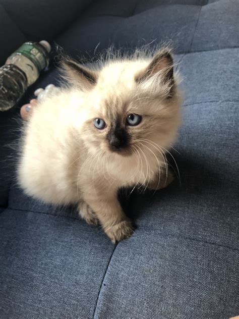 Ragdoll Cats For Sale Brooklyn Ny 282773 Petzlover