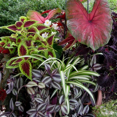 Partial Shade Container Garden Indoor Tropicals And