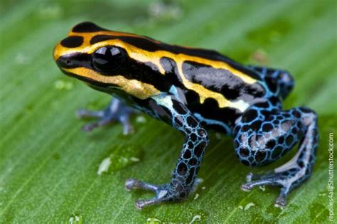 Poison Dart Frog Facts For Kids Active Wild