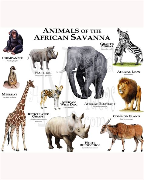 African Savanna Animals List Pets Lovers