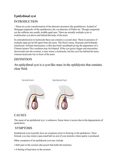 A Brief Note On Epididymal Cyst Epidydimal Cyst Introduction These Are Cystic Transformation