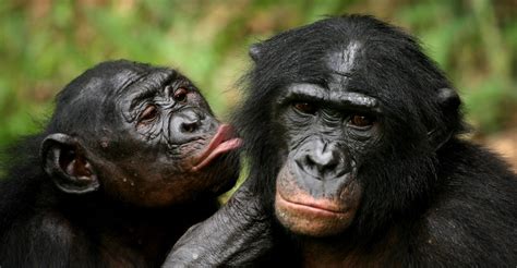 Dna Reveals That Chimps And Bonobos Had Sex In The Past The Atlantic