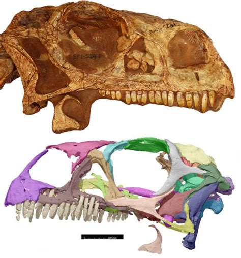 ct scans of fossils allow anyone to 3d print an accurate dinosaur skull ybmw