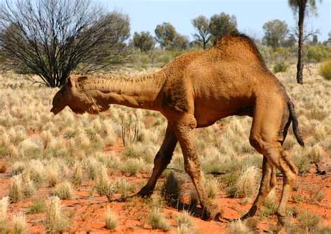Australian Desert Animals Wildlife In The Outback