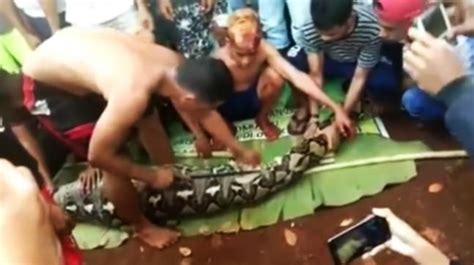 Indonesian Woman Swallowed Alive By Giant Python Locals Cut Open Snake