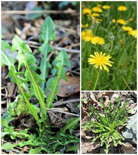 5 Edible Spring Plants You Can Find Growing Wild In Your Backyard