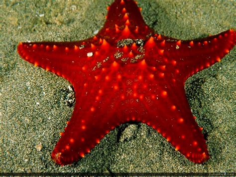 30 Starfish Wallpapers Hd Download Free Backgrounds