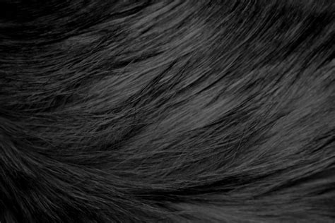 Long Haired Black Cat Fur Texture Picture Free Photograph Photos