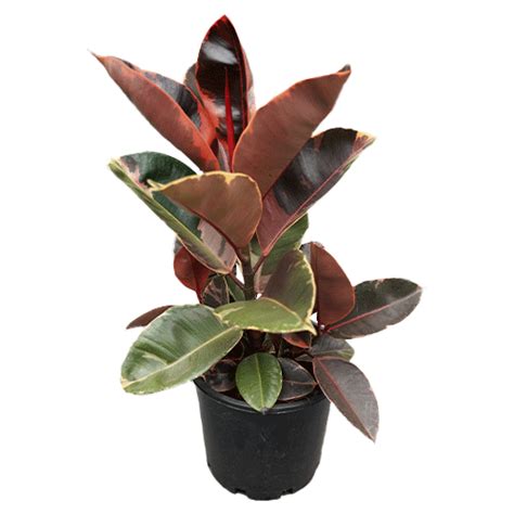 Ficus Elastica Ruby Infoor Plants Garden World Nursery