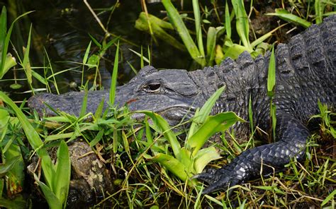 Where To See Alligators Greater Miami And Miami Beach