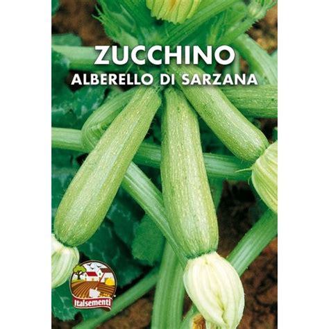Zucchino Alberello Di Sarzana Semente Vendita Piante Online