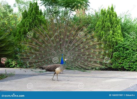 Peacocks In The Park Stock Image Image Of Peacocks 168201987
