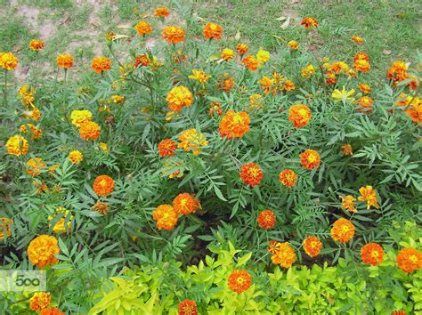 A Bed Of Beautiful Yellow And Orange Marigolds Marigold Flower