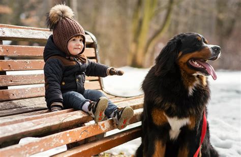 Check spelling or type a new query. Best Dog Food for Bernese Mountain Dog - Our Reviews for 2020