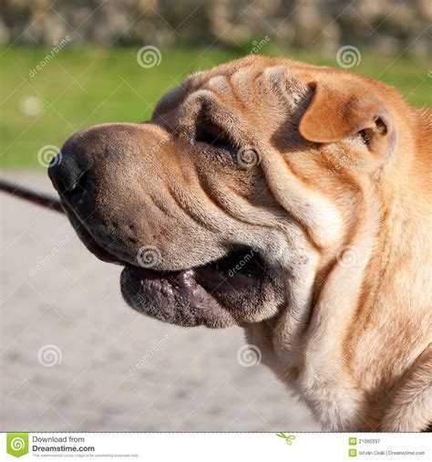 Sharpei Dog Portrait Stock Image Image Of Brown Nice 21060337