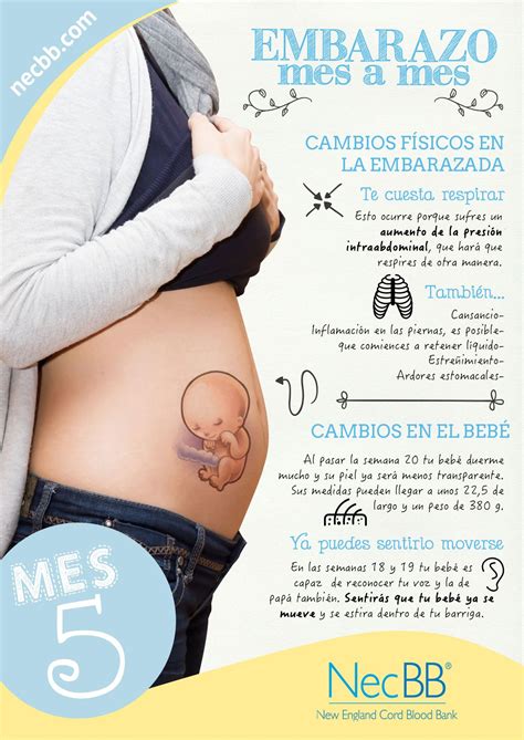 Barriga De Cinco Meses