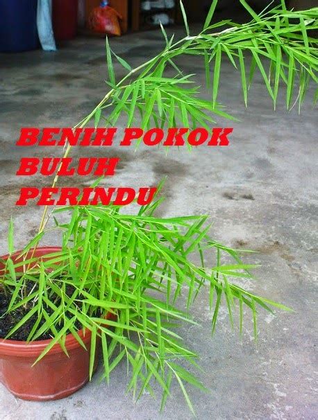 Maybe you would like to learn more about one of these? mistik-ajaib.blogspot.com: RARE!!!!! BENIH POKOK BULUH ...
