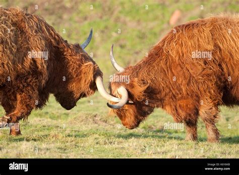 Cattle Fighting Stock Photos And Cattle Fighting Stock Images Alamy