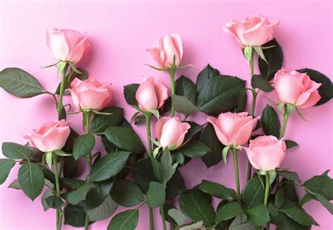 29 Gambar Bunga Rose Pink Galeri Bunga Hd