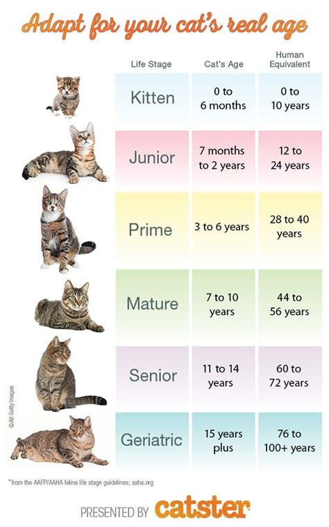 How To Calculate Your Cats Age Cat Age Cat Years Cat Ages