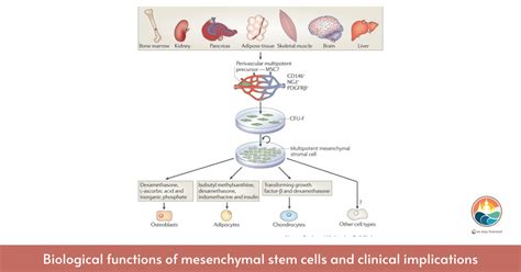 Biological Functions Of Mesenchymal Stem Cells And Clinical