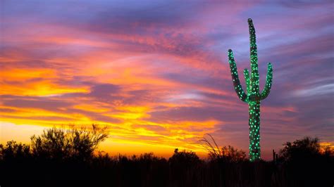 A Saguaro Cactus Decorated With Lights In Arizona Peapix