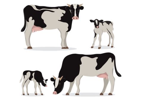 Holstein Cows PNG Vector PSD And Clipart With Transparent Background