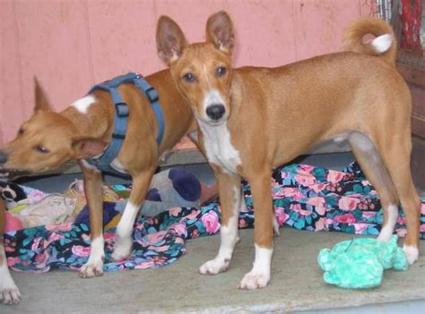 Great savings free delivery / collection on many items. BARKLESS BASENJI PUPPIES FOR SALE ADOPTION from waianae ...