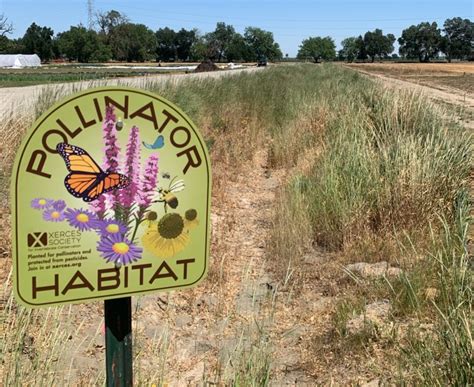 Protecting Californias Monarch Butterflies In Yolo County With Xerces