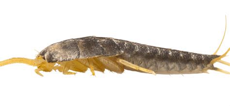 The Life Cycle Of Silverfish Terminix Blog Silverfish Life Cycles