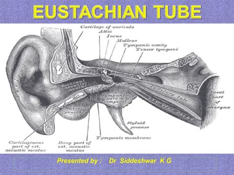Eustachian Tube Final Pp Anatomyembryologyfunctionsdysfunctions
