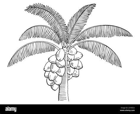 Palma De Coco En Imágenes Vectoriales De Stock Alamy